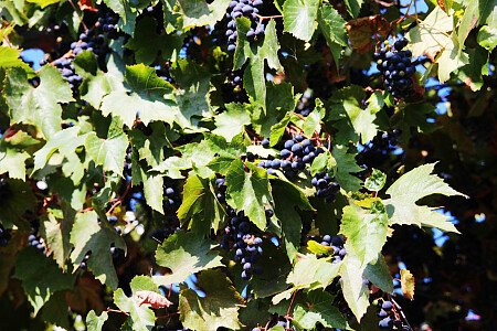 Dla wrześniowych gości dojrzałe winogrona - GRATIS