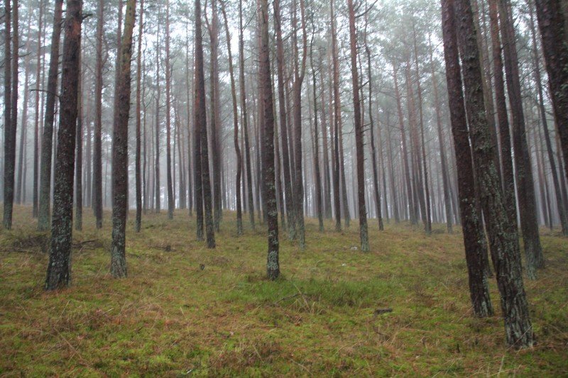 Długi weekend listopadowy na Mierzei Wiślanej