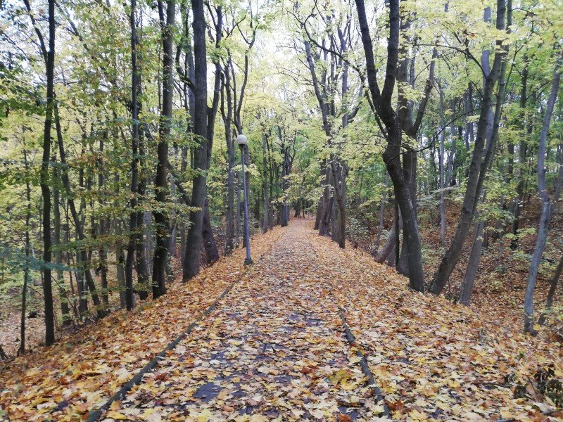 Andrzejki