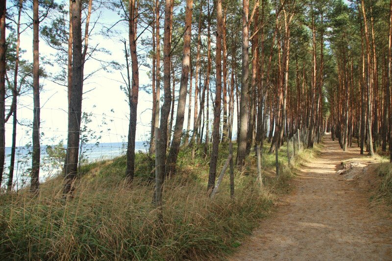 Piękna złota jesień na Mierzei Wiślanej