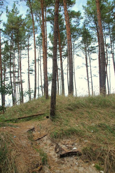 Piękna złota jesień na Mierzei Wiślanej